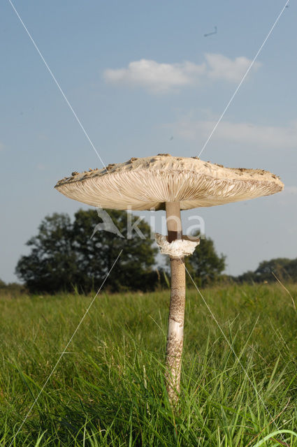 Grote parasolzwam (Macrolepiota procera)