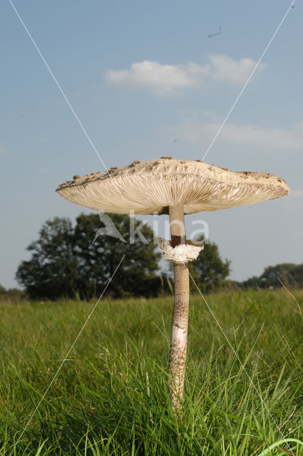 Parasol (Macrolepiota procera)