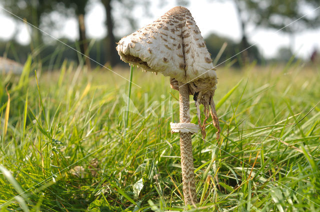 Grote parasolzwam (Macrolepiota procera)