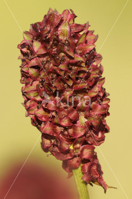 Grote pimpernel (Sanguisorba officinalis)