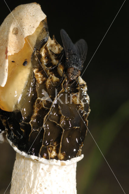 stinkhorn (Phallus impudicus)