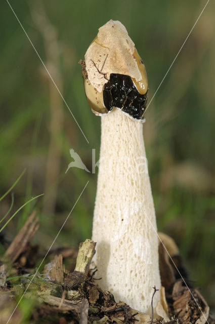 stinkhorn (Phallus impudicus)