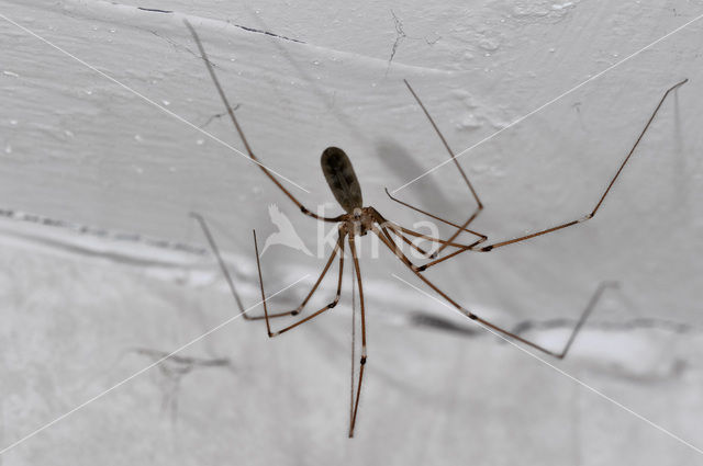 Cobweb Spider (Pholcus phalangioides)