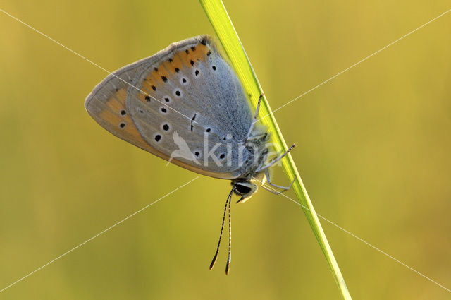 Large Copper (Lycaena dispar)