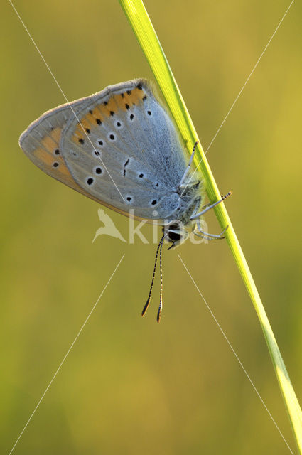 Grote vuurvlinder (Lycaena dispar)