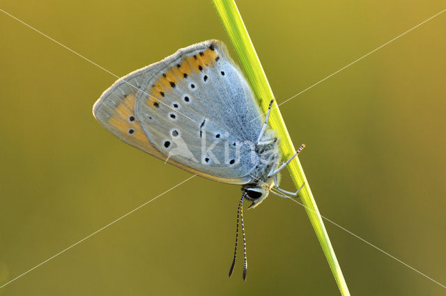 Grote vuurvlinder (Lycaena dispar)