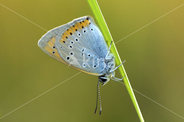 Grote vuurvlinder (Lycaena dispar)