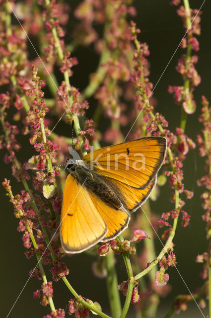 Large Copper (Lycaena dispar)