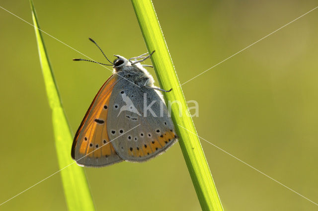 Grote vuurvlinder (Lycaena dispar)