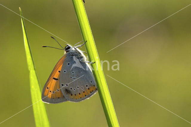 Large Copper (Lycaena dispar)