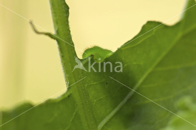 Large Copper (Lycaena dispar)