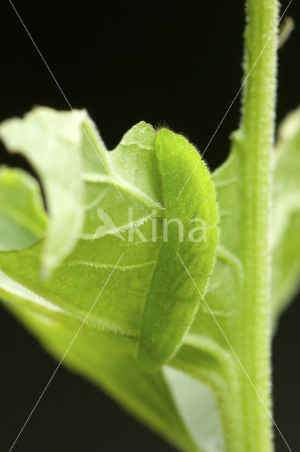 Grote vuurvlinder (Lycaena dispar)