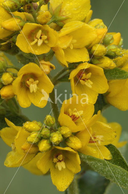 Yellow Loosestrife (Lysimachia vulgaris)