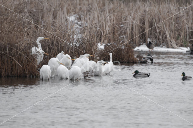 Great White Egret