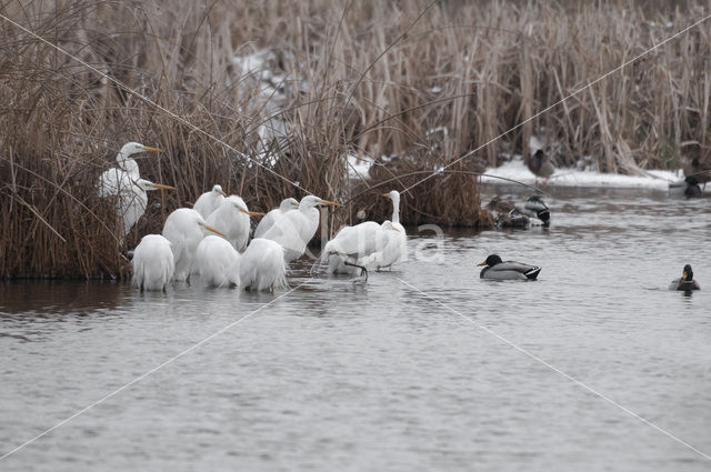 Grote zilverreiger (Casmerodius albus)