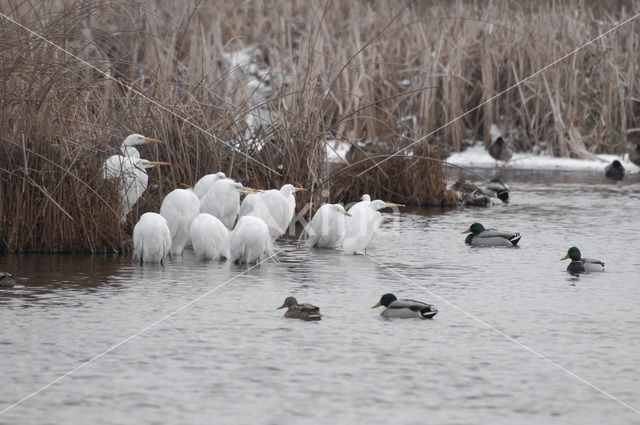 Grote zilverreiger (Casmerodius albus)