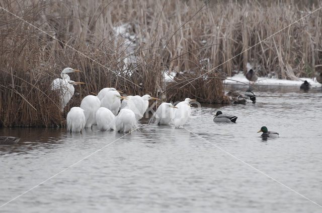 Grote zilverreiger (Casmerodius albus)