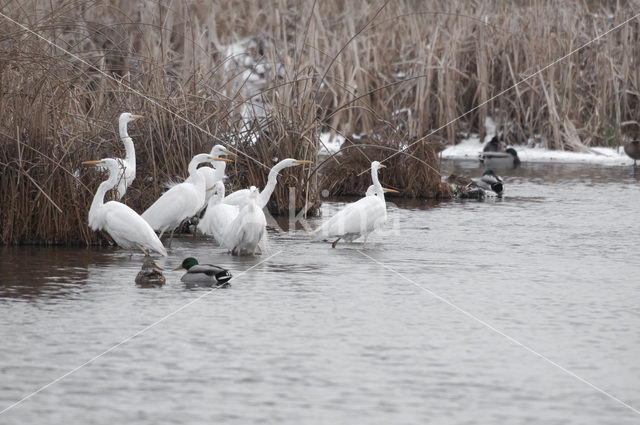 Grote zilverreiger (Casmerodius albus)