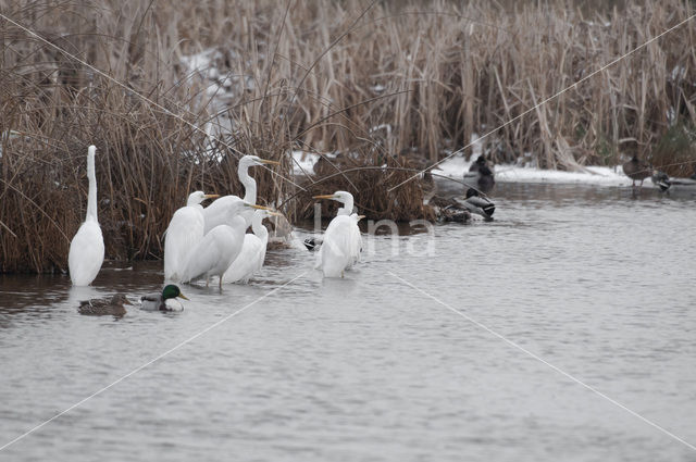 Great White Egret