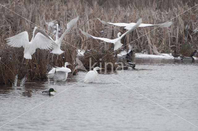 Great White Egret