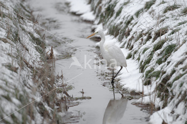 Grote zilverreiger (Casmerodius albus)