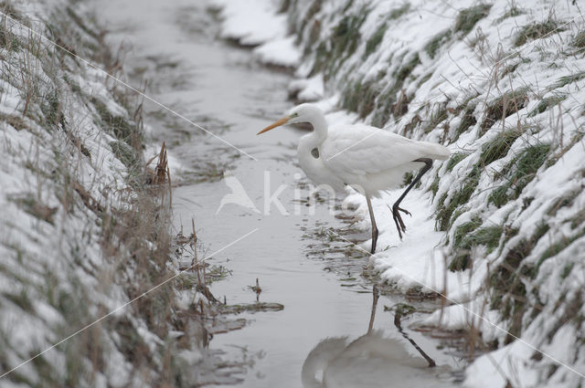 Great White Egret