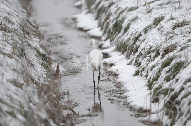 Great White Egret