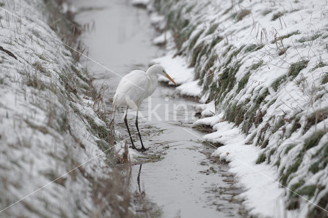 Great White Egret