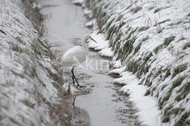 Grote zilverreiger (Casmerodius albus)