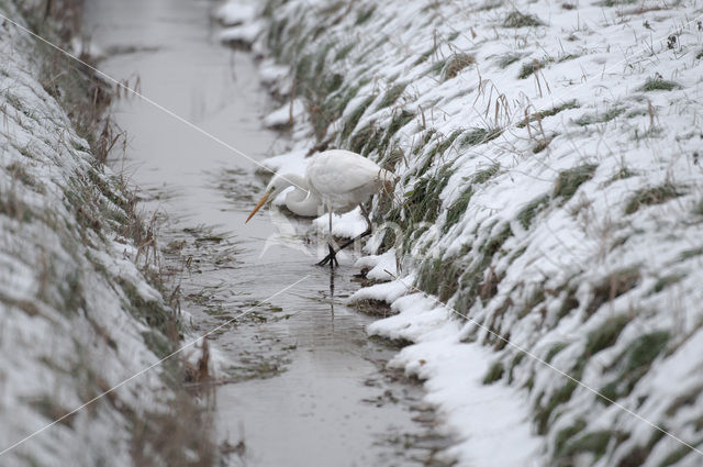 Grote zilverreiger (Casmerodius albus)