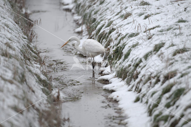 Great White Egret