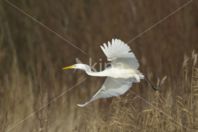 Grote Zilverreiger (Ardea alba)