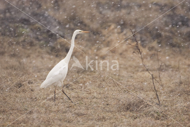 Grote Zilverreiger (Ardea alba)