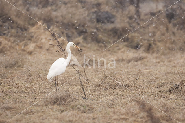 Grote Zilverreiger (Ardea alba)