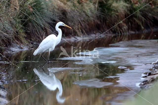 Grote Zilverreiger (Ardea alba)