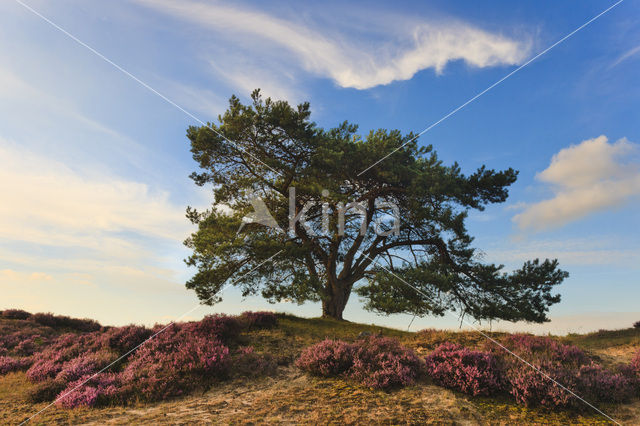 Grove den (Pinus sylvestris)