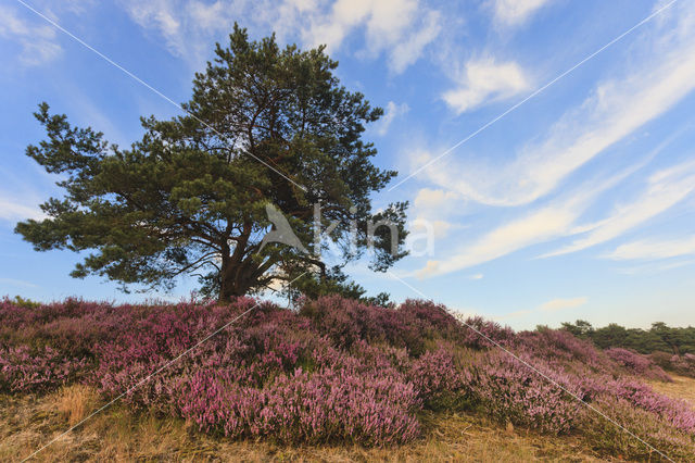 Scots Pine (Pinus sylvestris)