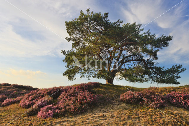 Grove den (Pinus sylvestris)