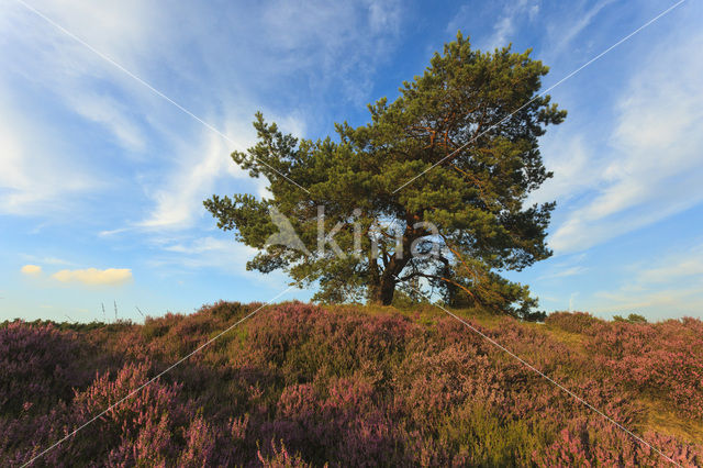 Grove den (Pinus sylvestris)