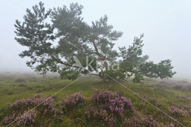 Scots Pine (Pinus sylvestris)