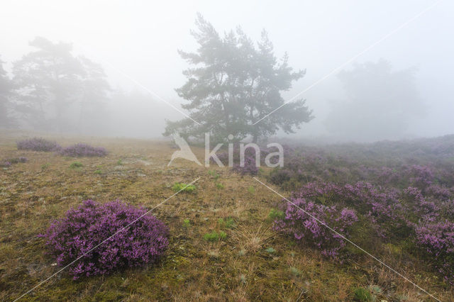 Grove den (Pinus sylvestris)