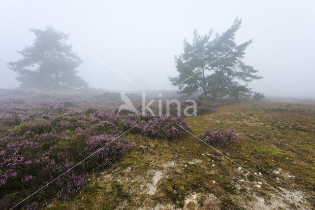 Grove den (Pinus sylvestris)