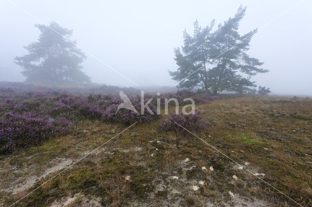 Scots Pine (Pinus sylvestris)