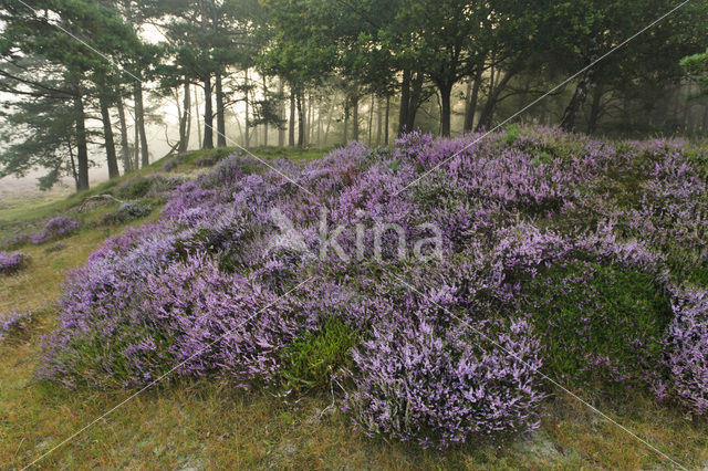 Grove den (Pinus sylvestris)