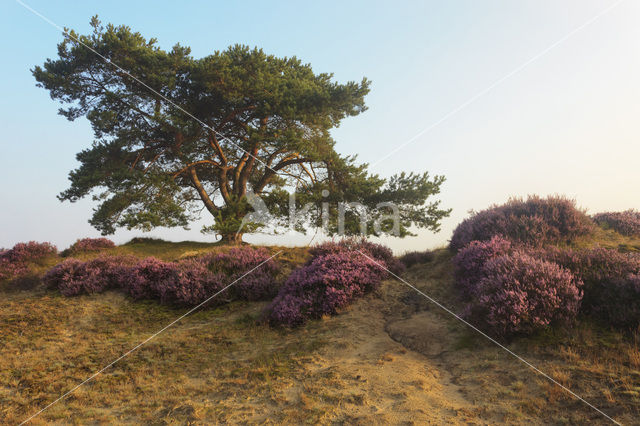 Scots Pine (Pinus sylvestris)