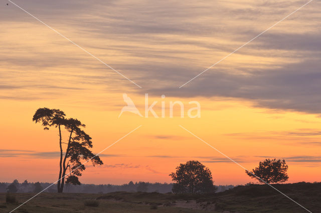 Scots Pine (Pinus sylvestris)