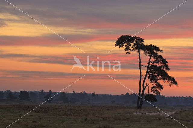 Grove den (Pinus sylvestris)