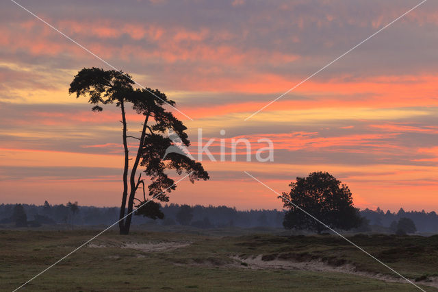 Grove den (Pinus sylvestris)