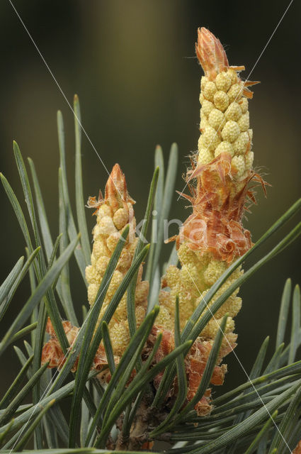 Scots Pine (Pinus sylvestris)