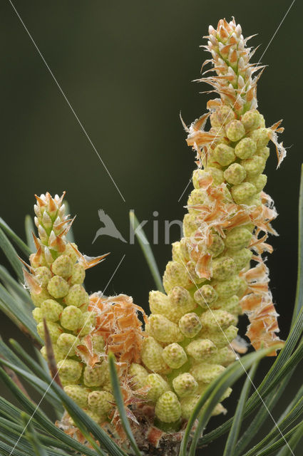 Scots Pine (Pinus sylvestris)